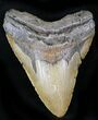 Huge Megalodon Tooth - North Carolina #26478-1